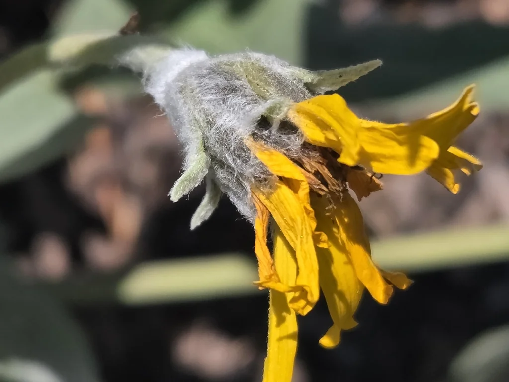 Balsamorhiza Sagittata