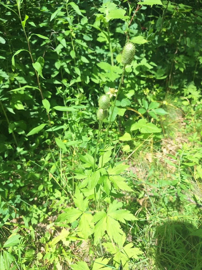 Anemone Virginiana