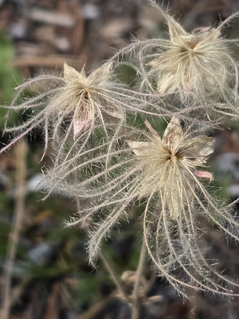 Geum Triflorum