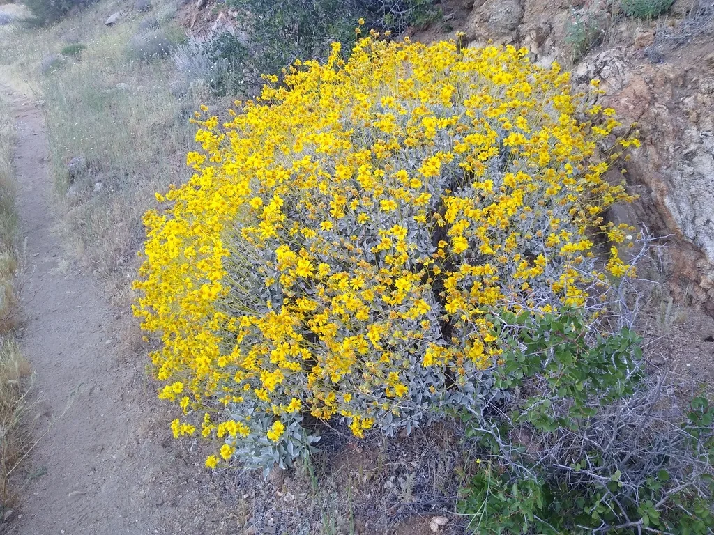 Encelia Farinosa