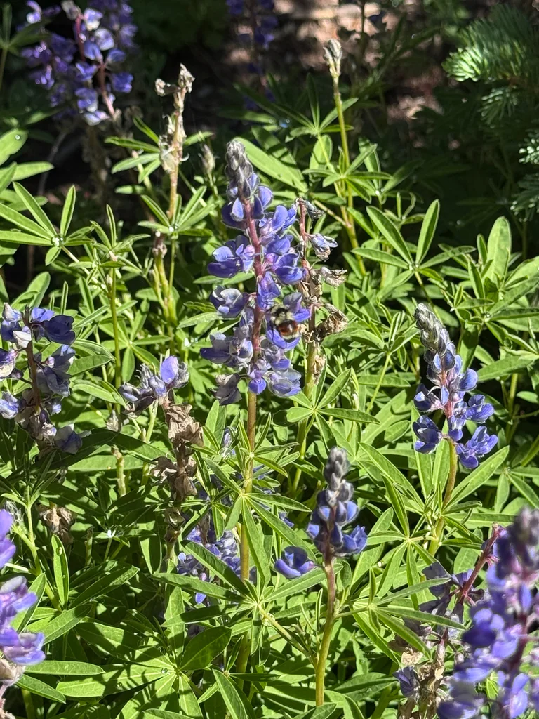Lupinus Albifrons