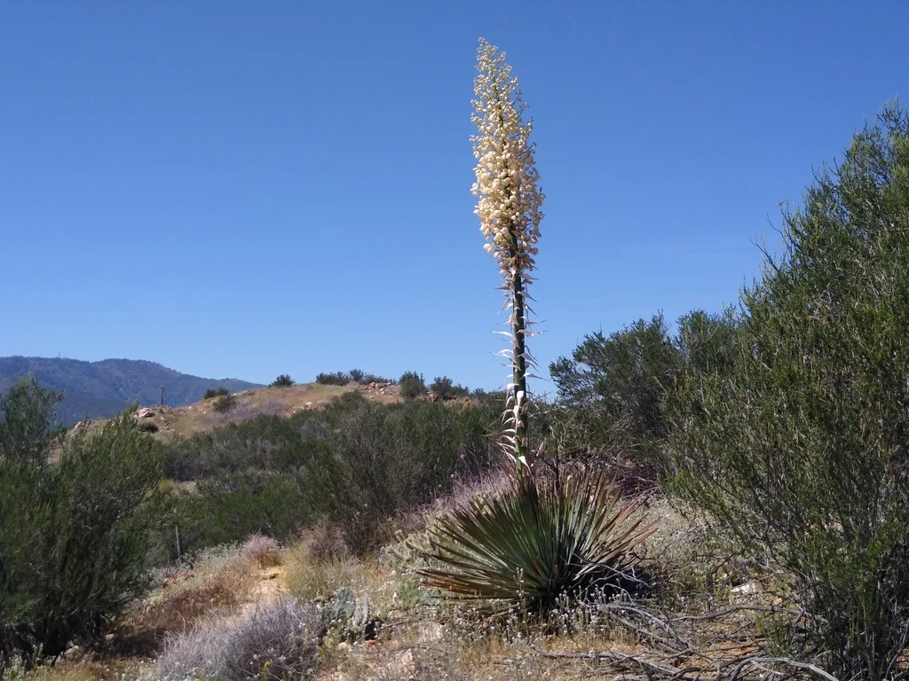 Yucca Whipplei