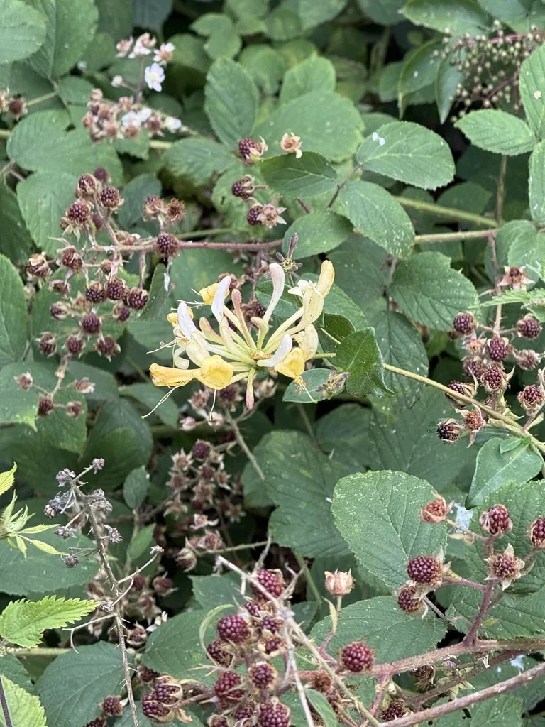 Lonicera periclymenum