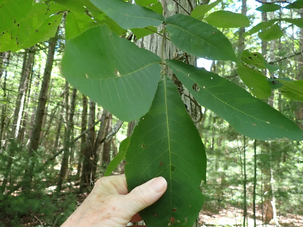 Carya Ovata