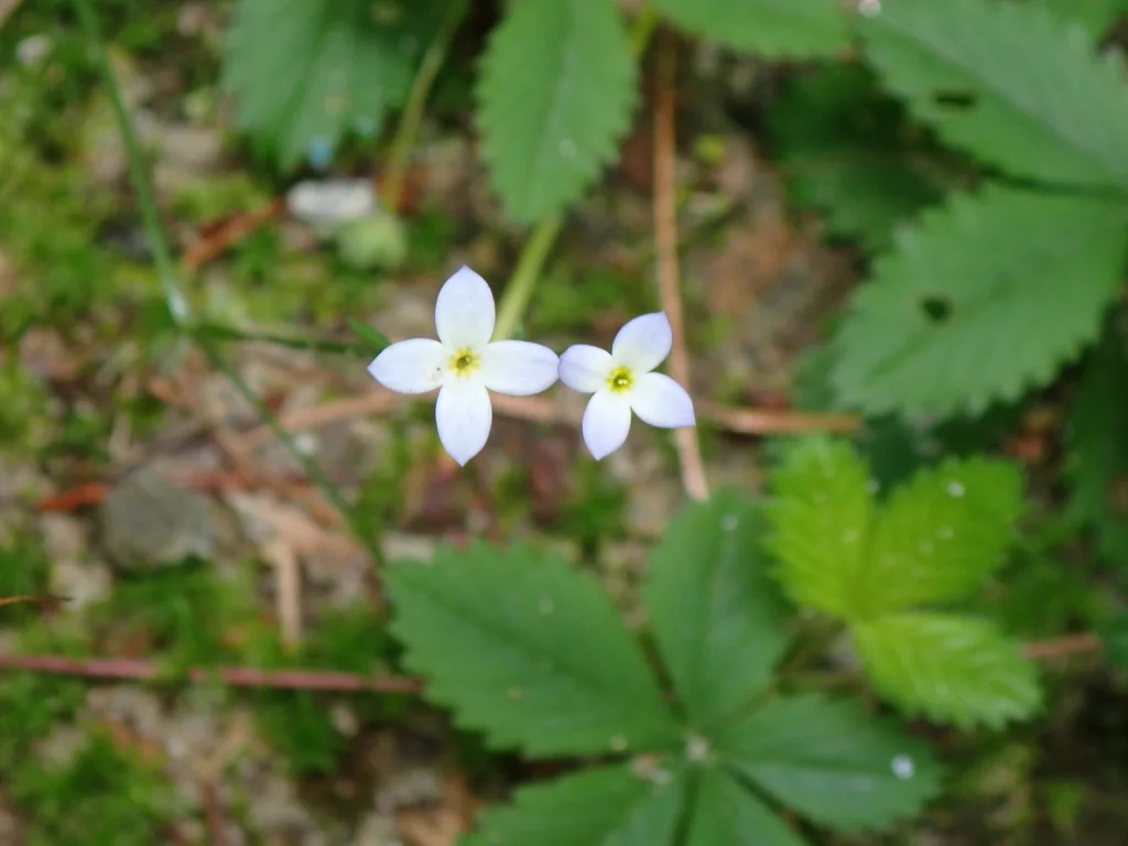 Houstonia Caerulea