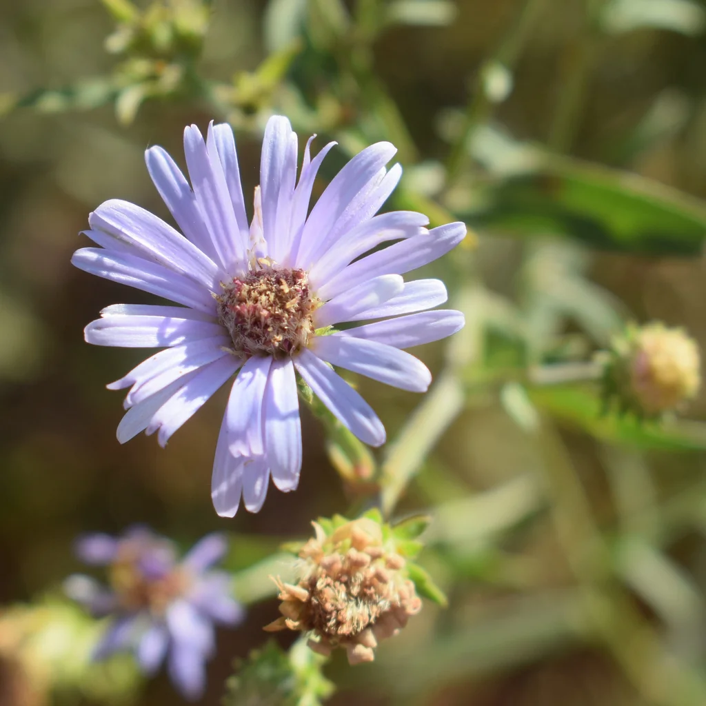 Symphyotrichum Chilense