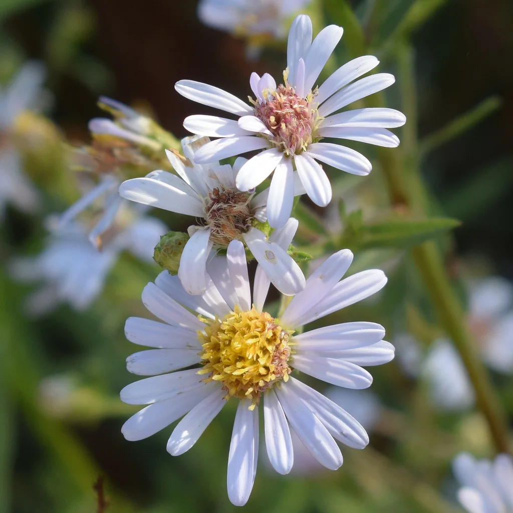 Symphyotrichum Chilense