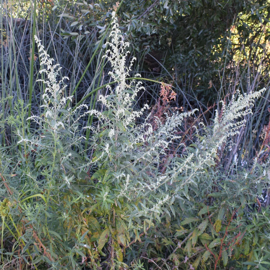 Artemisia Douglasiana