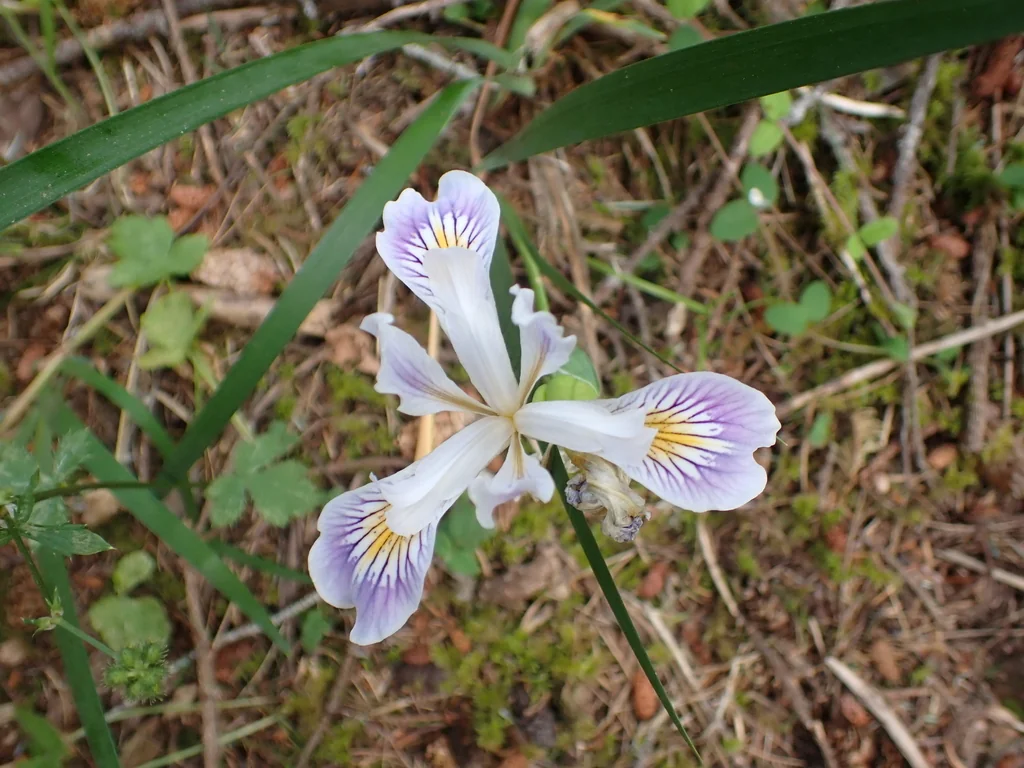 Iris Douglasiana
