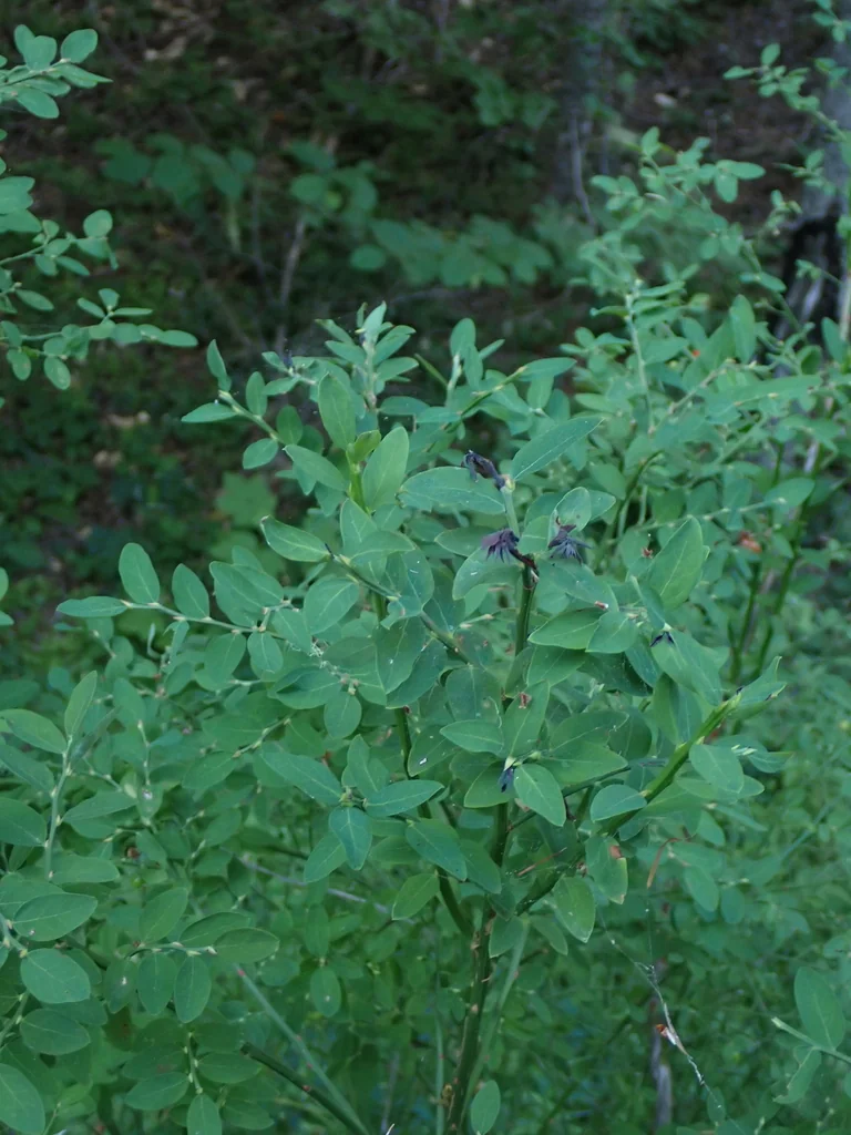 Vaccinium Parvifolium