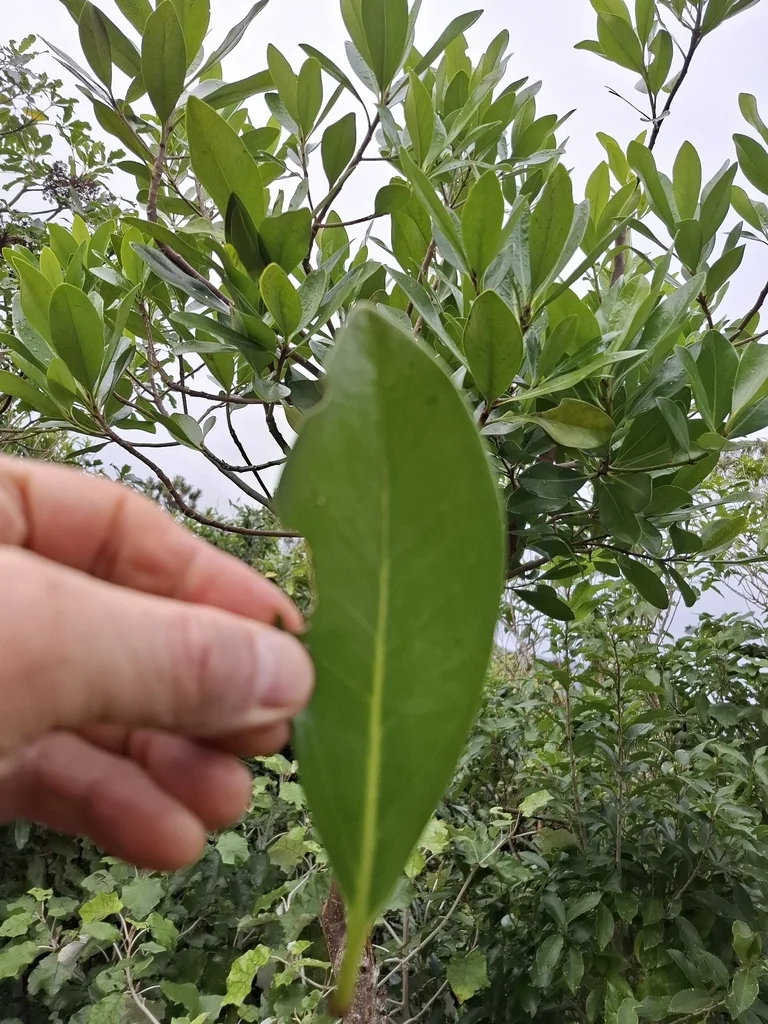 Corynocarpus Laevigatus