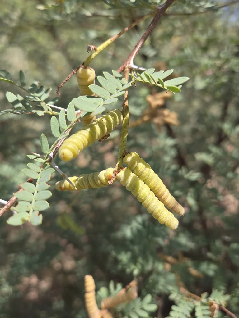 Prosopis Pubescens