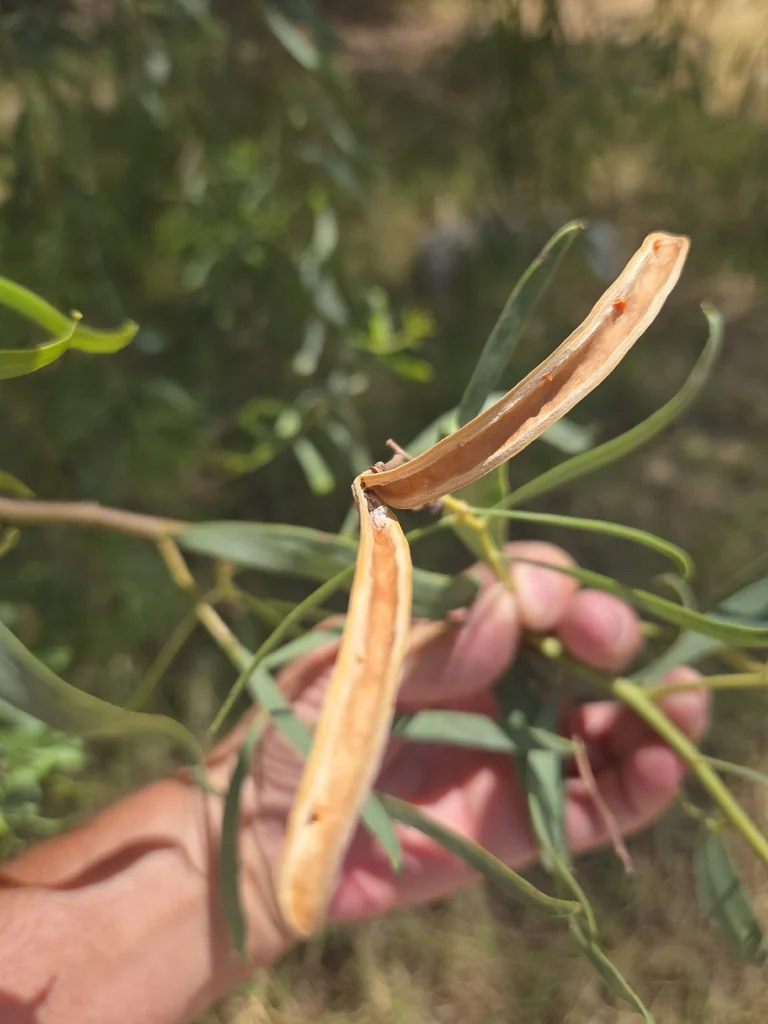 Acacia Salicina