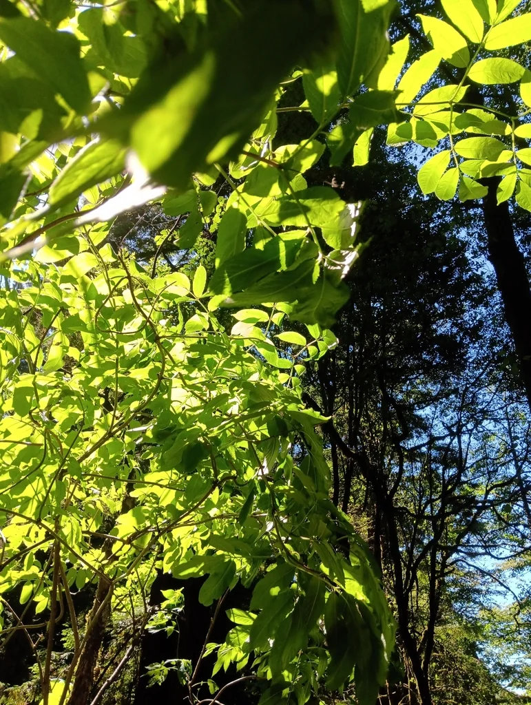 Euonymus Occidentalis