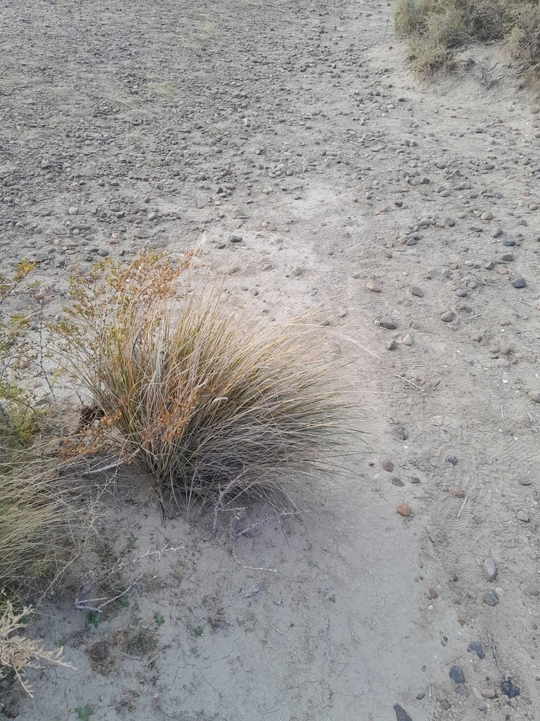 Stipa speciosa