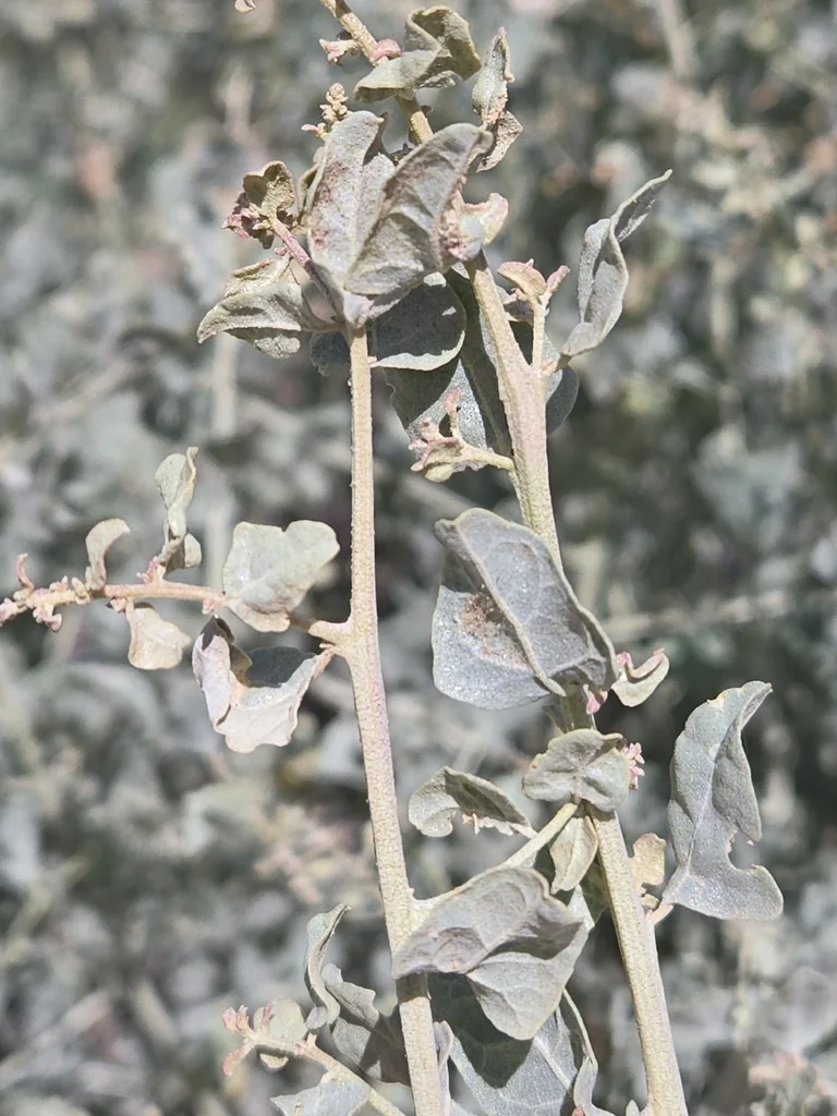 Atriplex Lentiformis