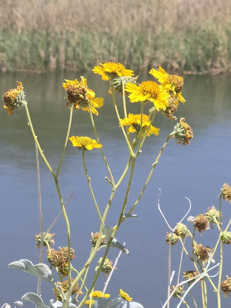 Encelia Farinosa