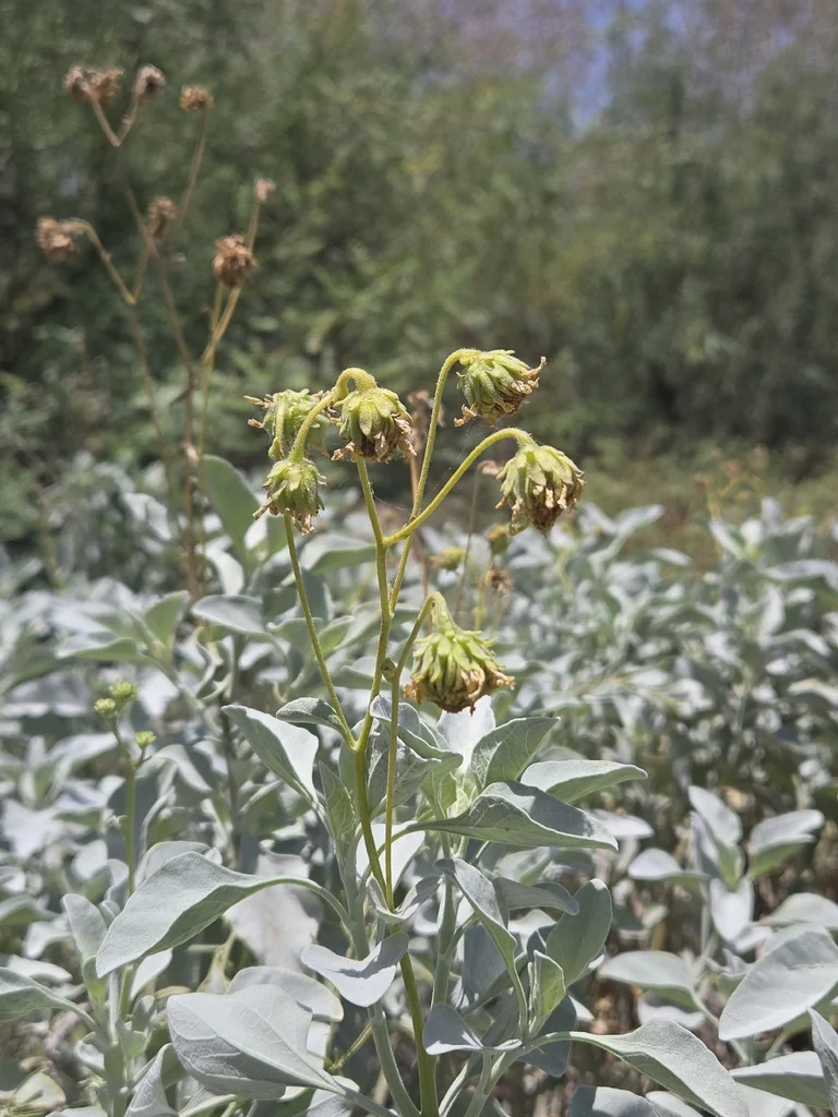 Encelia Farinosa