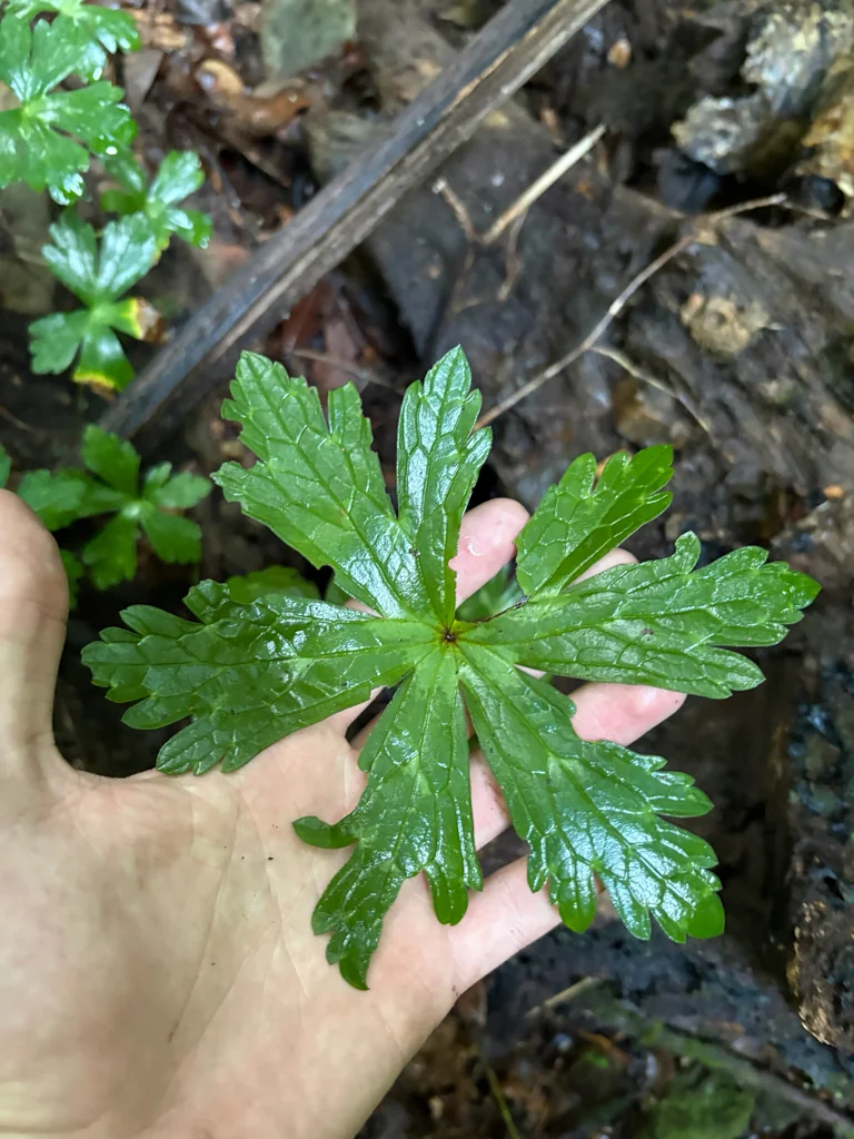 Geranium Maculatum