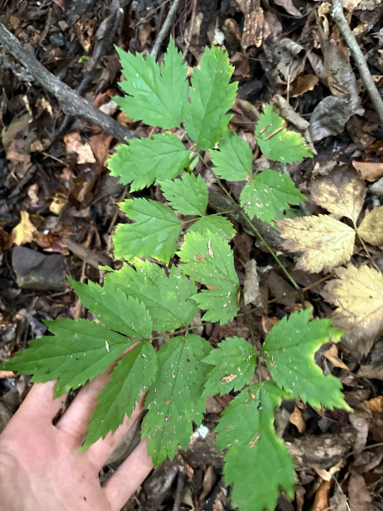 Actaea Racemosa
