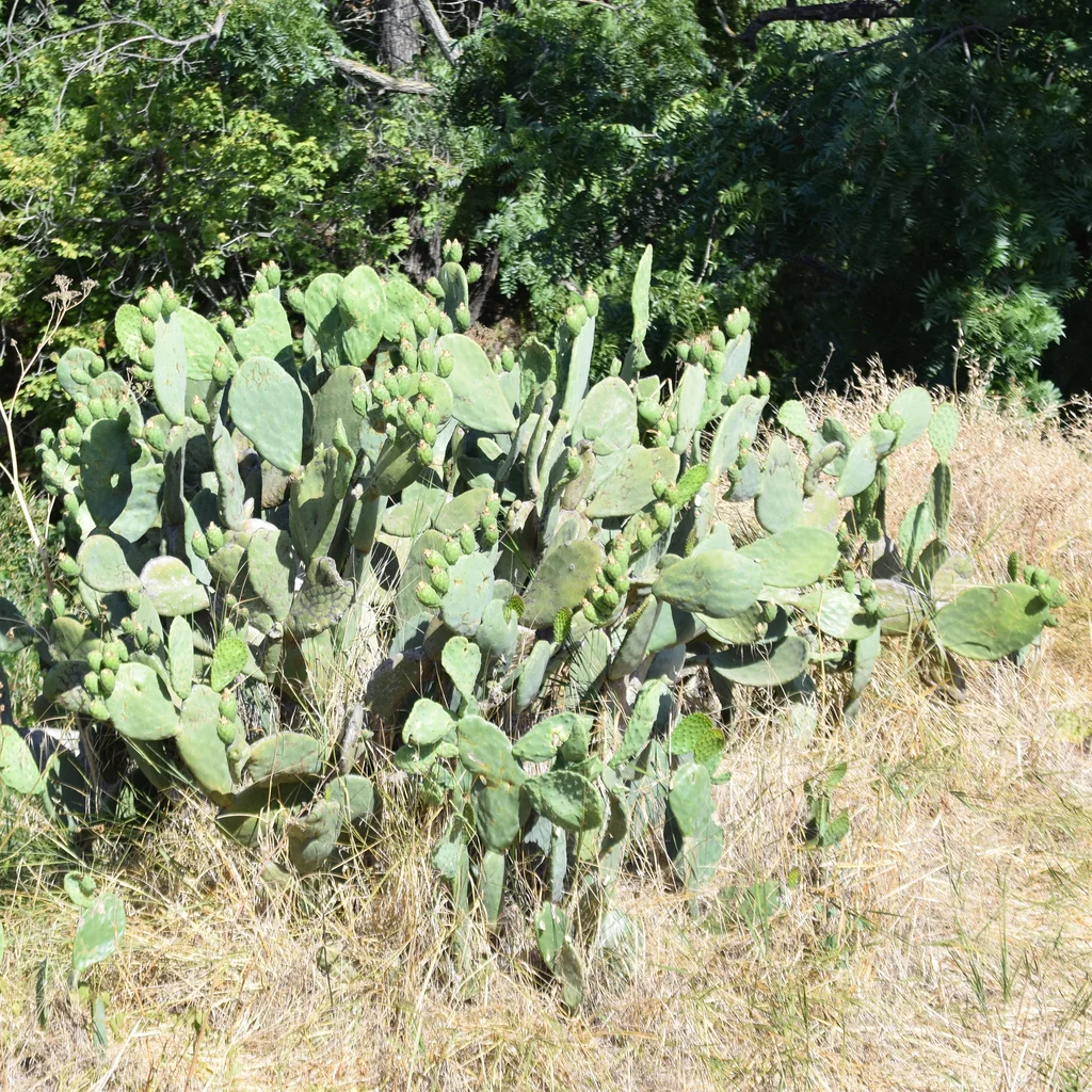 Opuntia Paraguayensis