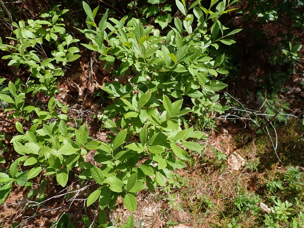 Gaylussacia Baccata