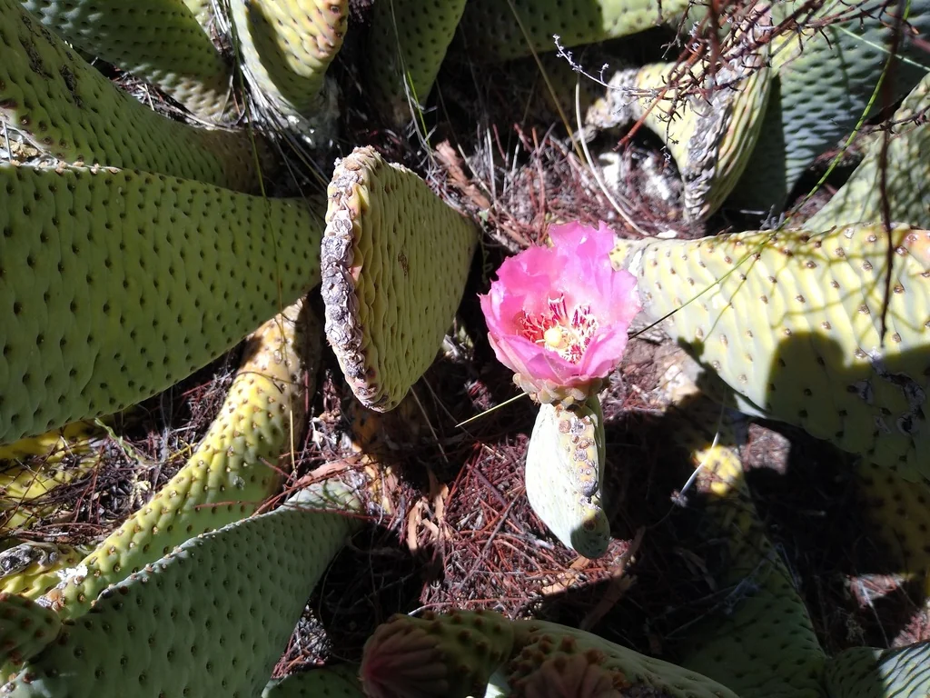Opuntia Basilaris