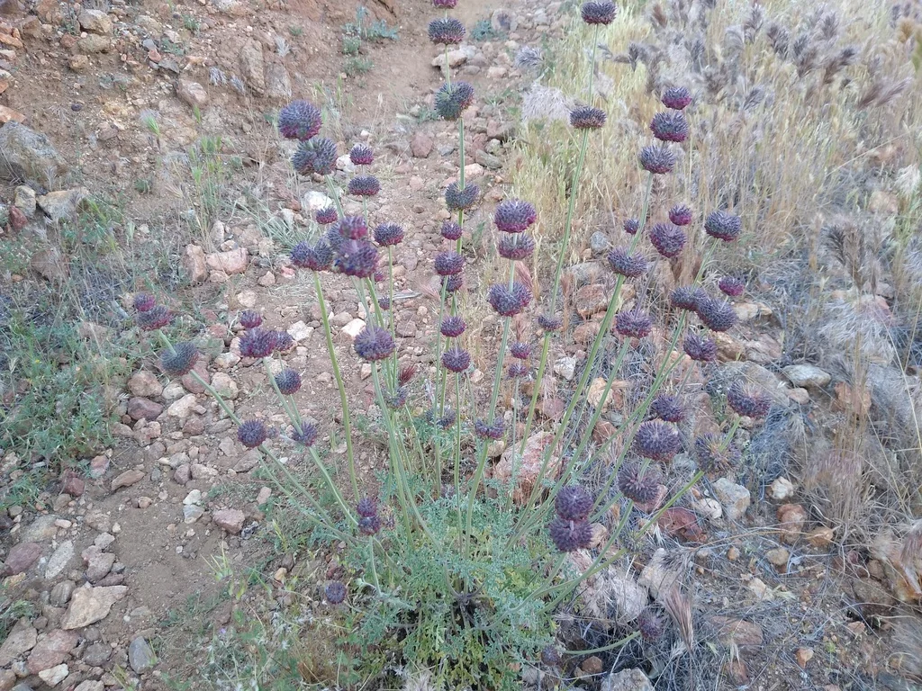 Salvia Columbariae