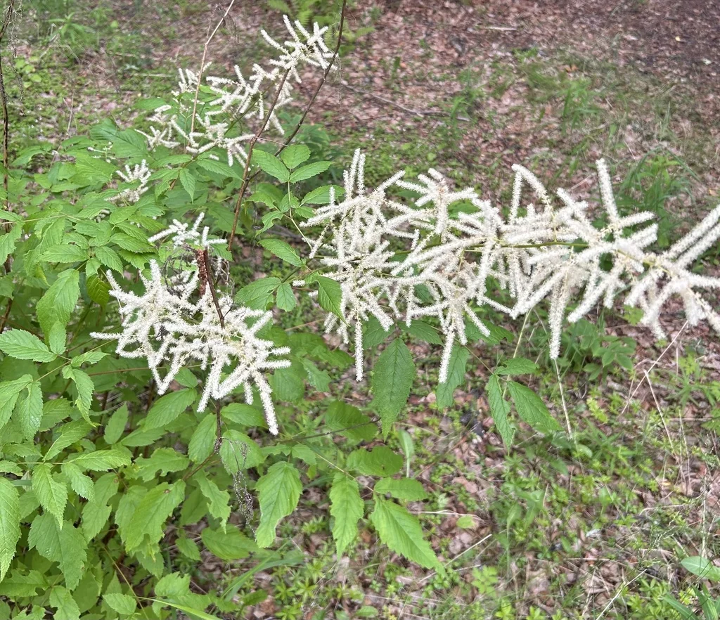 Aruncus Dioicus