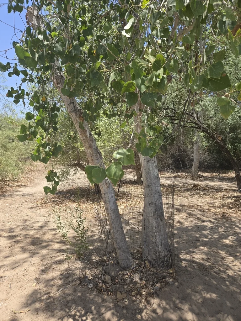 Populus Fremontii