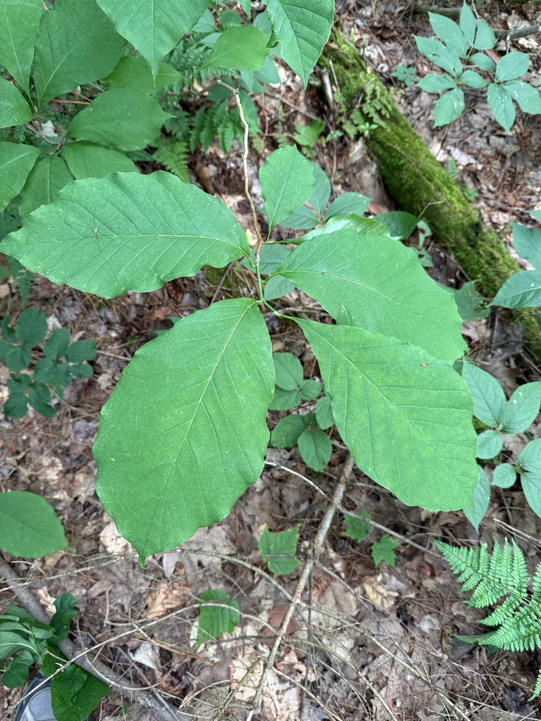 Magnolia Acuminata