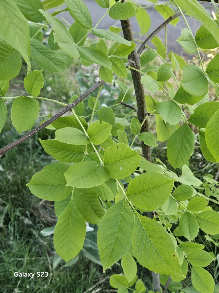 Fraxinus Latifolia