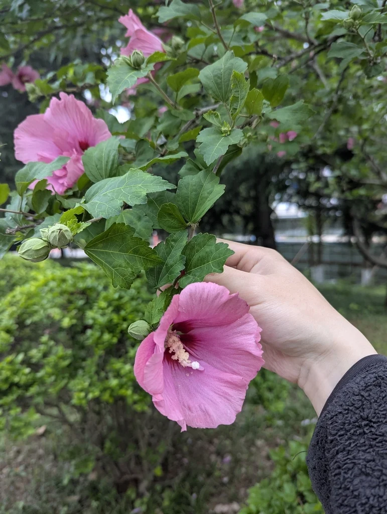 Hibiscus syriacus