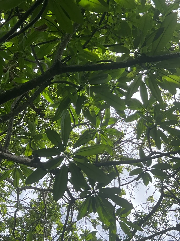 Plumeria Rubra