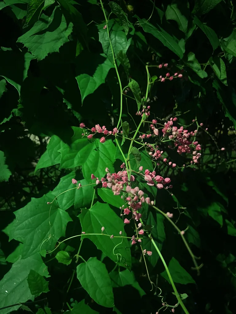 Antigonon Leptopus