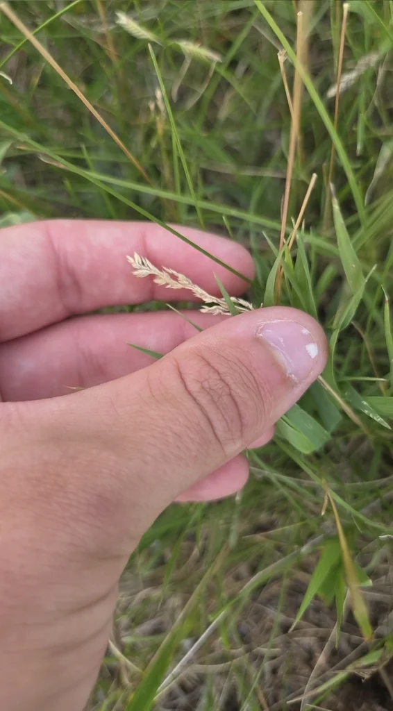 Poa Pratensis