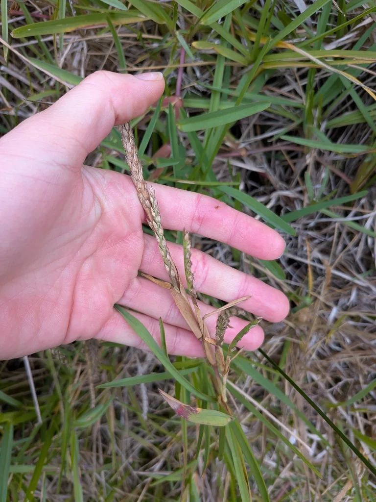 Stenotaphrum Secundatum