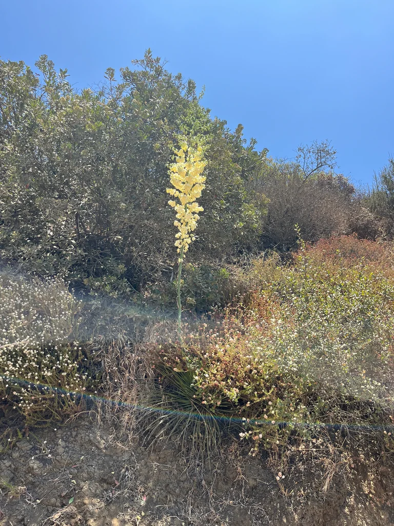Yucca Whipplei