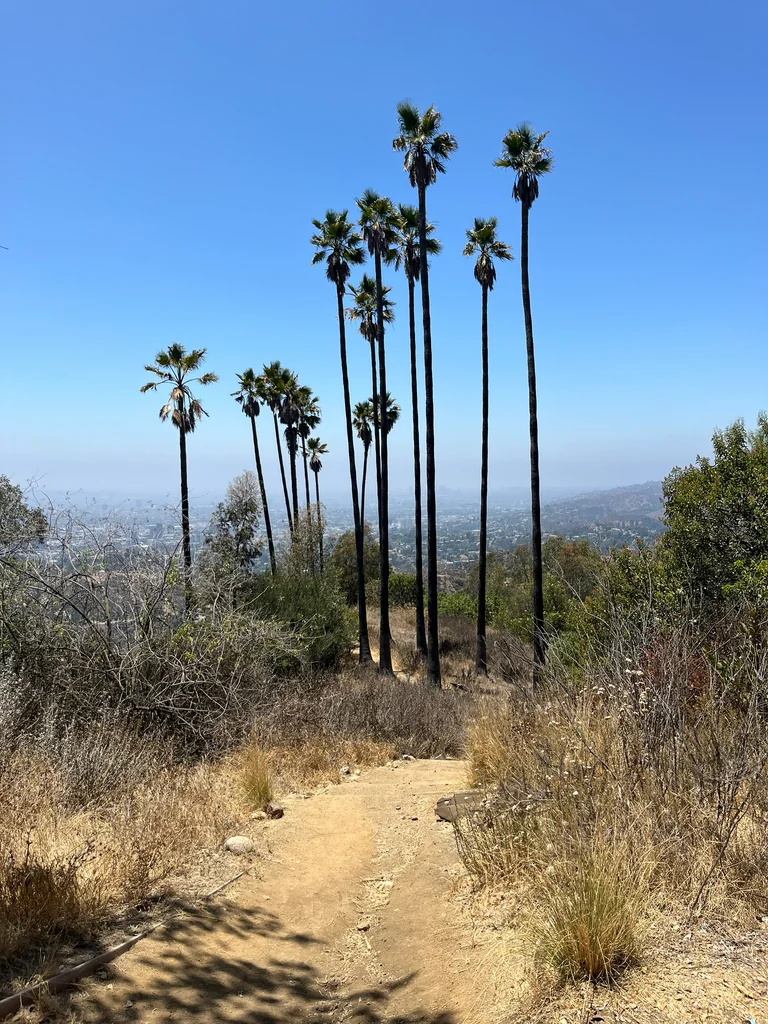 Washingtonia Robusta