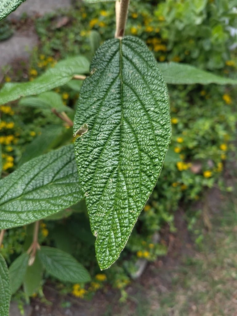 Viburnum Rhytidophyllum