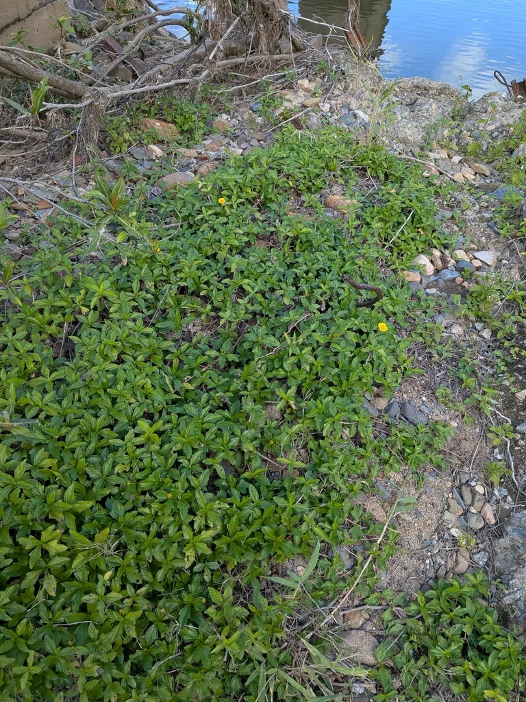 Wedelia Trilobata