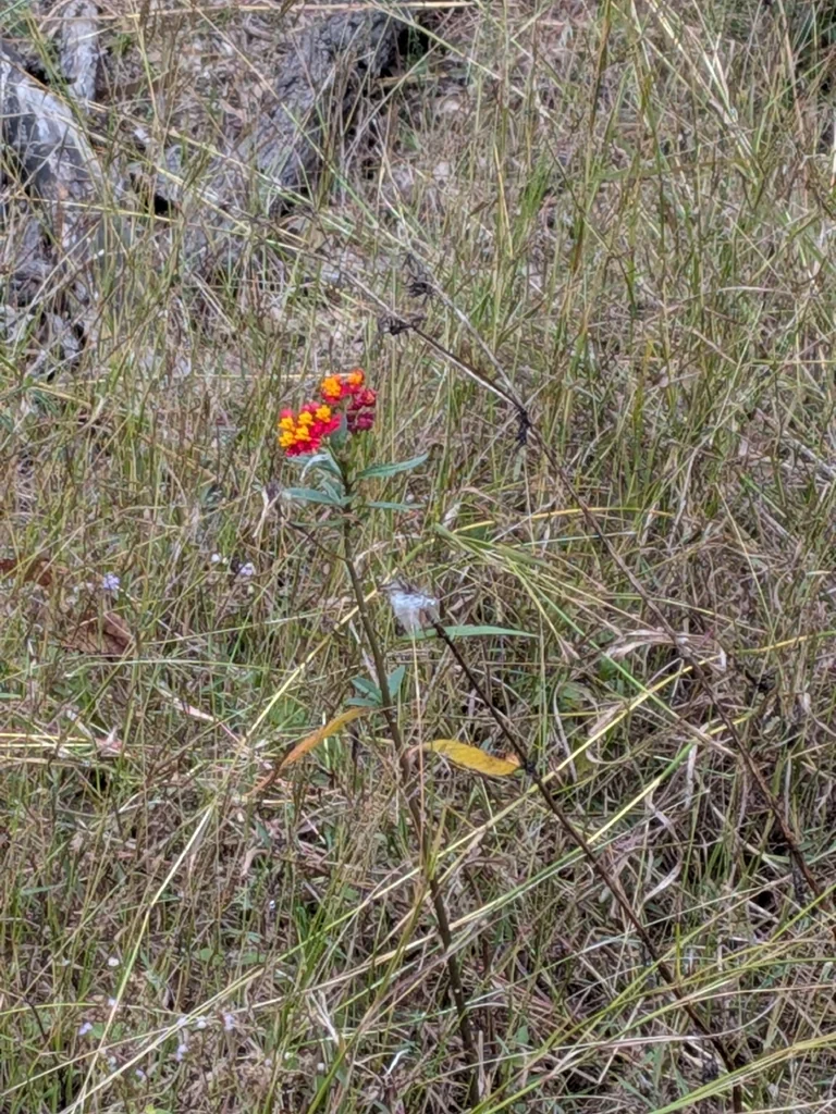 Asclepias Curassavica