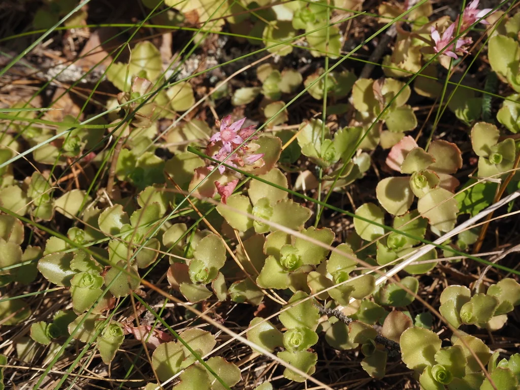 Sedum spurium