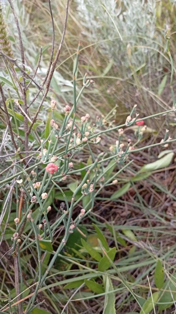 Ephedra Distachya