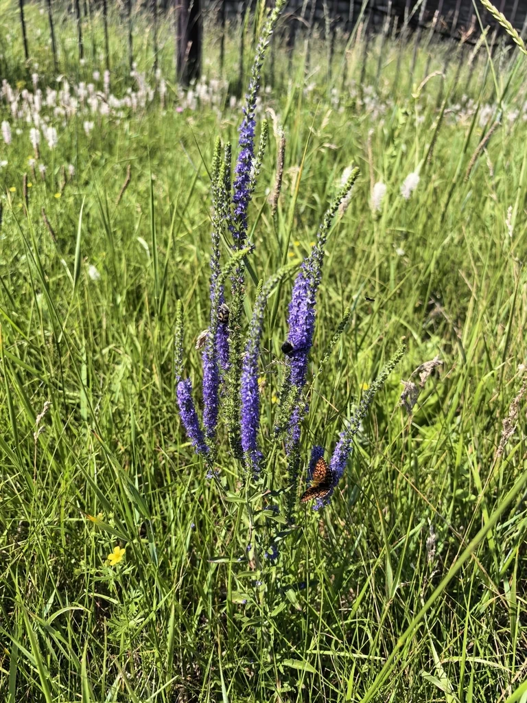Veronica Spicata