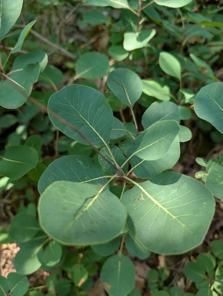 Cotinus coggygria