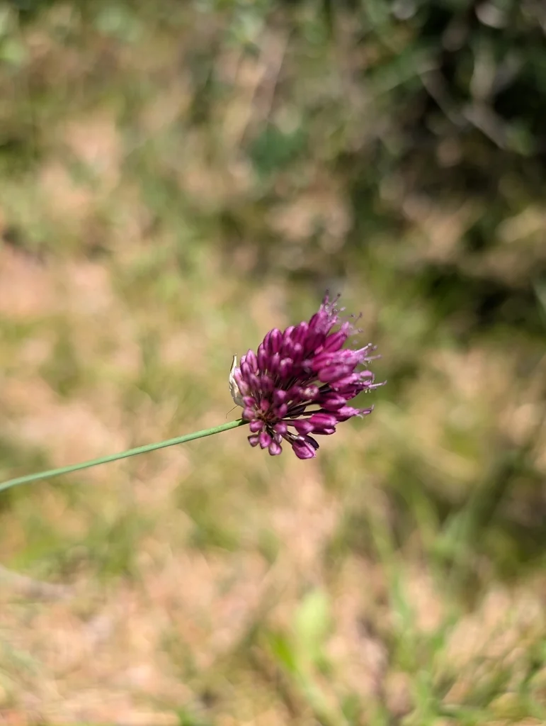 Allium Sphaerocephalon