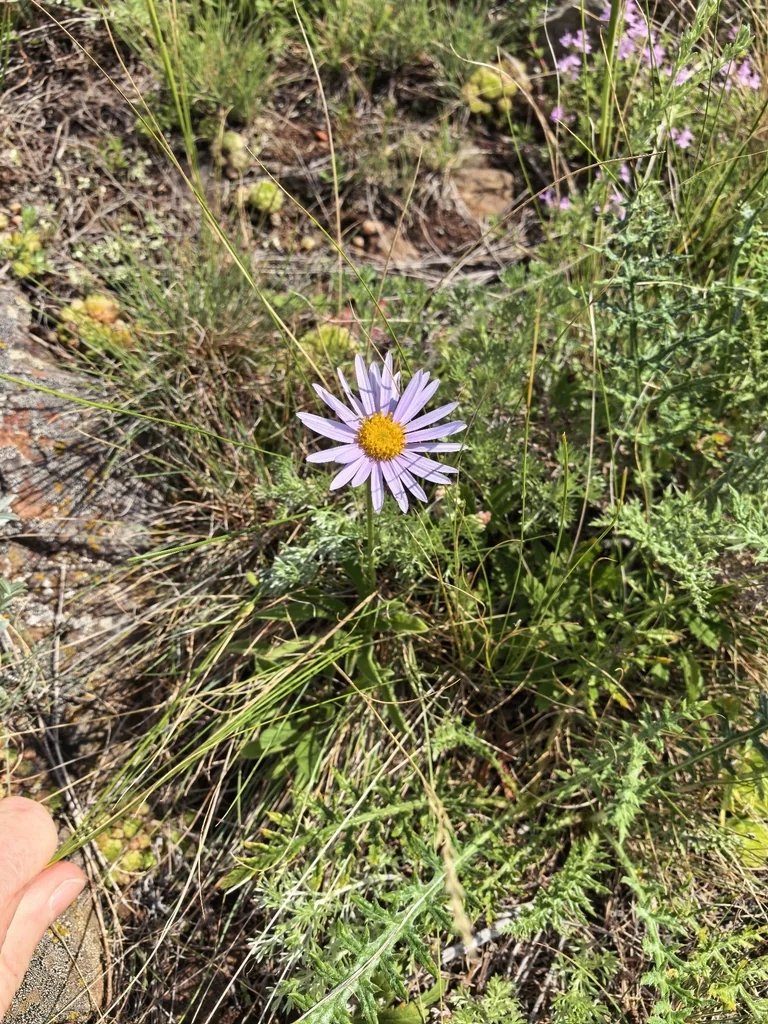 Aster alpinus
