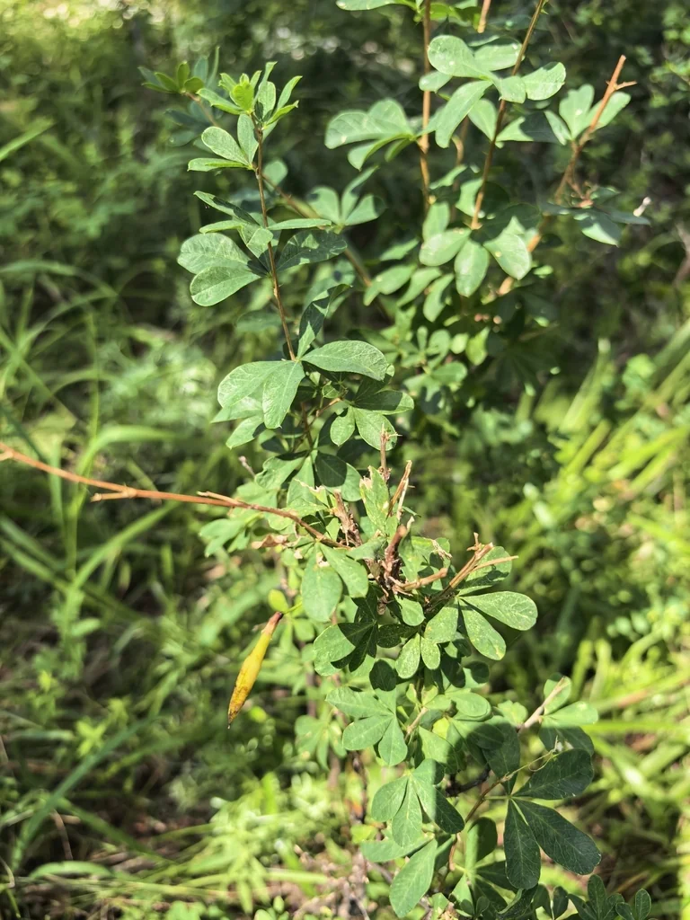 Caragana frutex