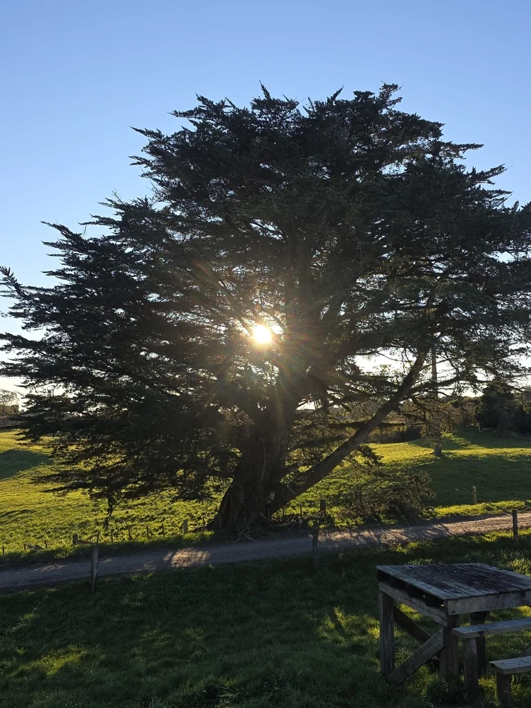 Cupressus Macrocarpa